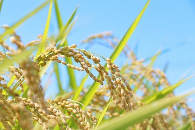 依然高止まりのコメ価格問題に、高市政権はどう切り込むか