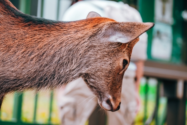 礼儀正しい？奈良のシカはなぜお辞儀するの？