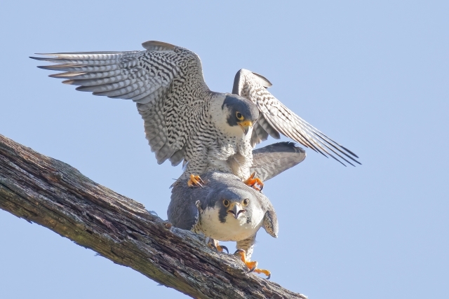 短命か長寿か。生殖行動、究極の二択。