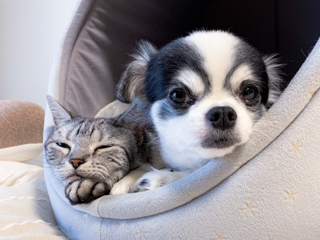 飼ってみたら変わった！イヌ派vsネコ派