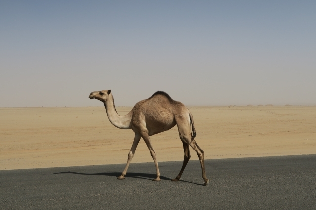 尾張藩が熱狂！江戸時代に巻き起こったラクダブーム『絵本駱駝具誌』