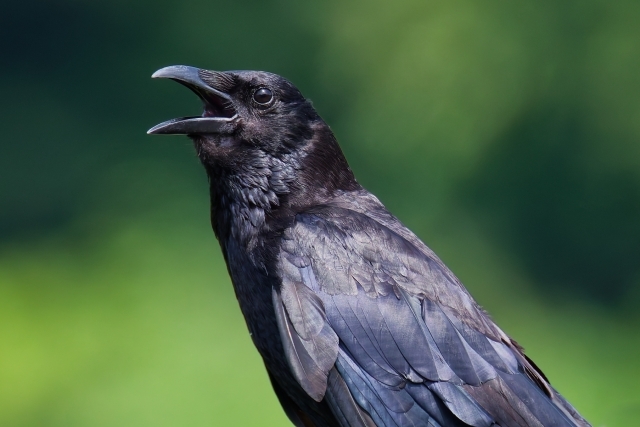 集配カバンの郵便物が紛失。犯人はカラスだった！