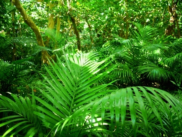 アマゾンで開催の「COP30」、地球温暖化の歯止めが後退に