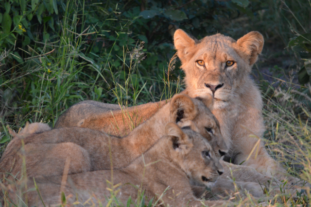 中国で批判殺到！ライオンによるモーニングコール