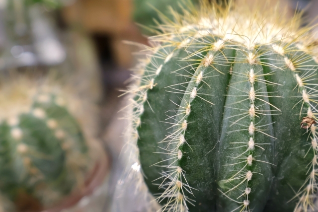 食糧問題・地球温暖化問題の切り札？サボテンの不思議な生態