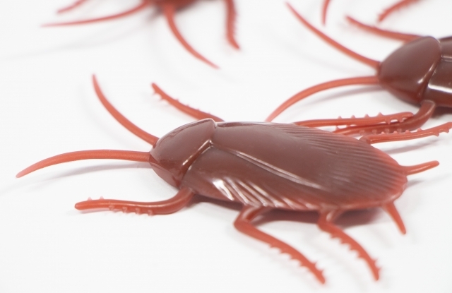 想像力のある人は読まないでください。昆虫の話。