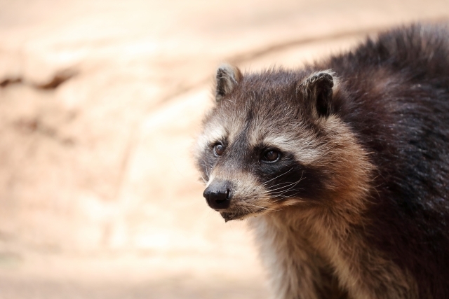 酒屋に侵入したアライグマ。酔いつぶれているところを発見される