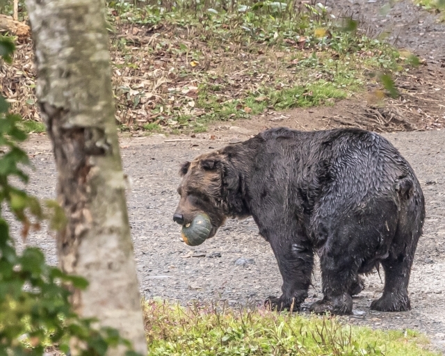 2025年の社会問題を振り返る、酷暑と熊で厳しい状況に