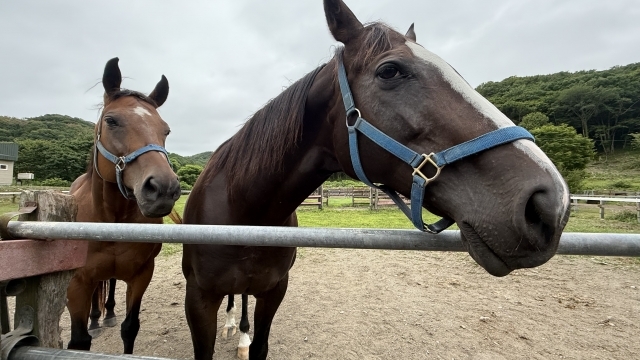 今年は午年。正月早々ウマにちなんだエピソード。