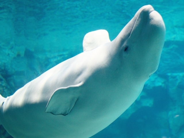 飼育員が語る！かわいいベルーガの生態の秘密