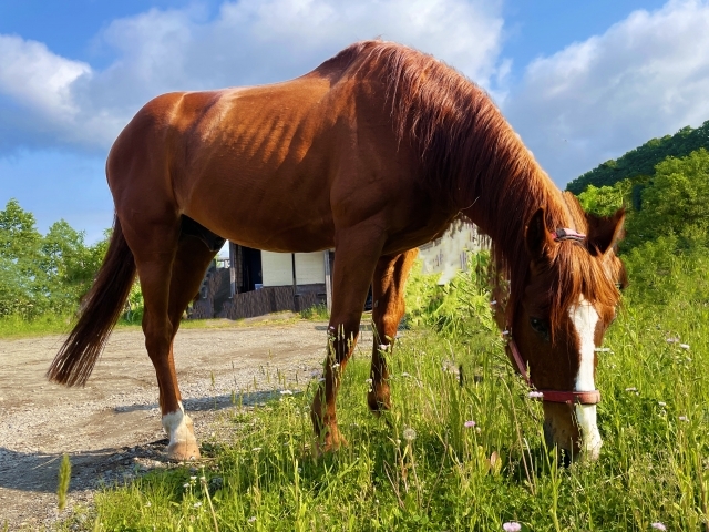 午年で覚醒？大学馬術部の馬、逃走して街を徘徊